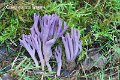 Clavaria zollingeri-amf423